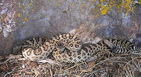 The great basin rattlesnake (Crotalus lutosus), one of six new unique species identified by University of Arkansas biologists and their colleagues
