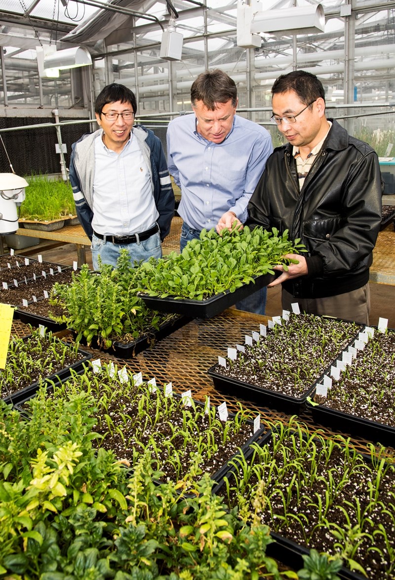 Research associate Chunda Feng, right, shows spinach plants in a disease resistance study to project leaders Ainong Shi, left, and Jim Correll.