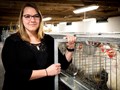 Sara Orlowski, an associate professor of poultry science, compared water intake and food conversion ratios in chickens bred for high, low and normal levels of water efficiency.