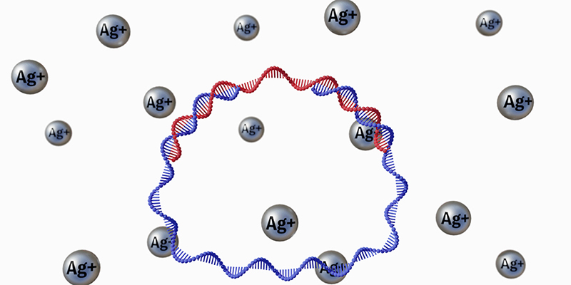 A scientific illustration shows silver ions and their interaction with a DNA strand.