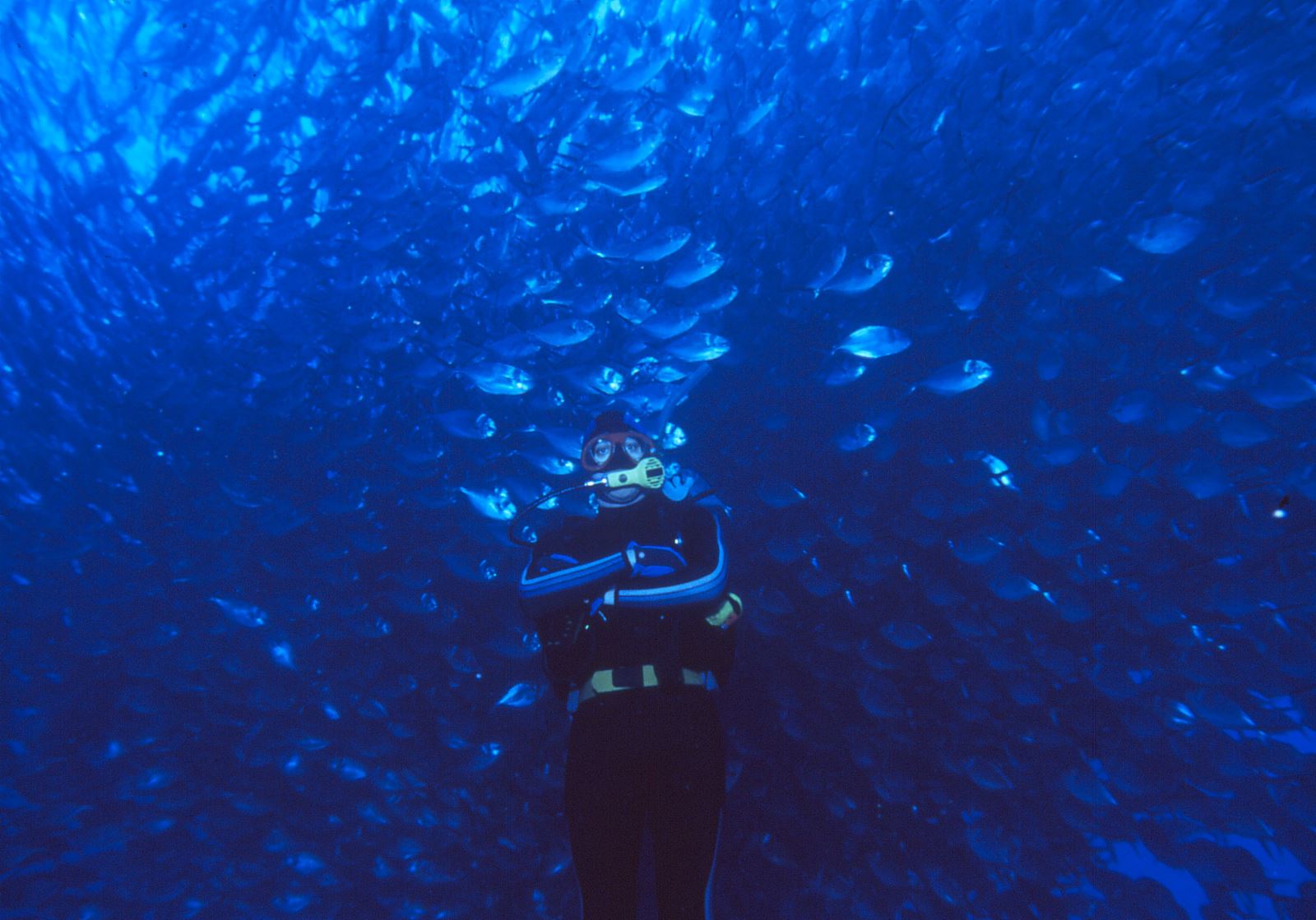 Rick Moore surrounded by a school of fish while scuba-diving