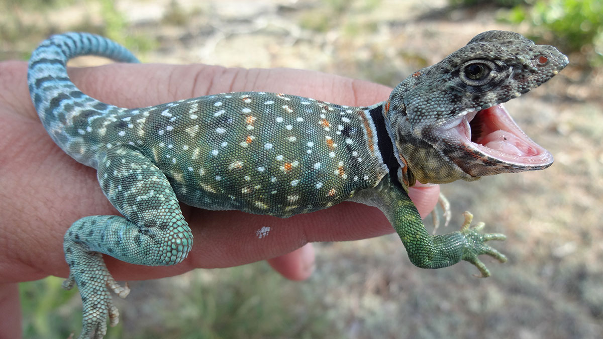 close-up photo of an eastern collared lizard with mouth wide open