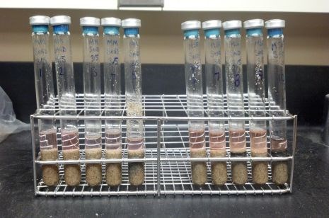 Methanogens contained in these test tubes, which also contained growth nutrients, sand and water, survived when subjected to Martian freeze-thaw cycles at the University of Arkansas.