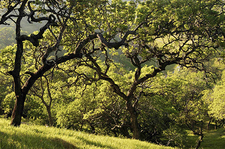 A grove of blue oaks, also called foothill oaks, at Pacheco State Park in California.