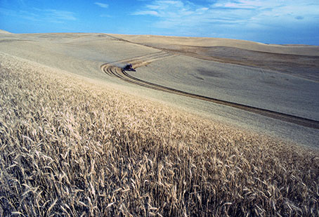 Wheat field in the Palouse area of Washington state.