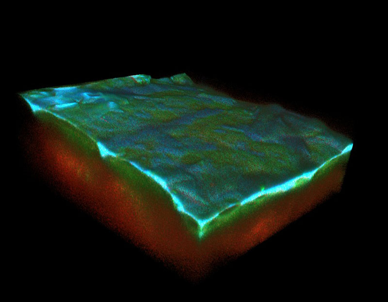 In this three-dimensional reconstruction of skin, acquired through multi-photon microscopy, the outer layer, or epidermis, is identifiable through the natural auto-fluorescence of NADH, FAD and keratin, as seen in blue and green. The dermal layer is detectable in red.