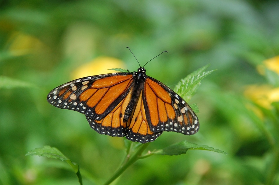 BASF Sponsors Doctoral Fellowship in Sustainability to Study Monarch Butterfly Conservation