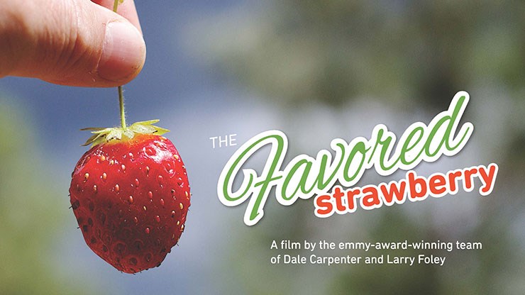 The Favored Strawberry documents the work of the U of A System Division of Agriculture and its Center for Agricultural and Rural Sustainability's National Strawberry Sustainability Initiative, which promotes sustainable production.