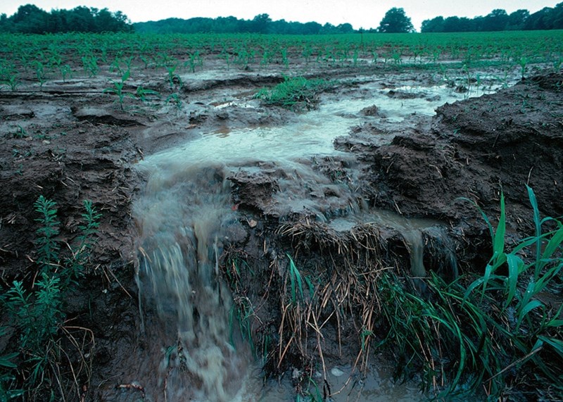 Runoff from crops can lead to excess nitrogen and phosphorous nutrients in wastewater systems. 