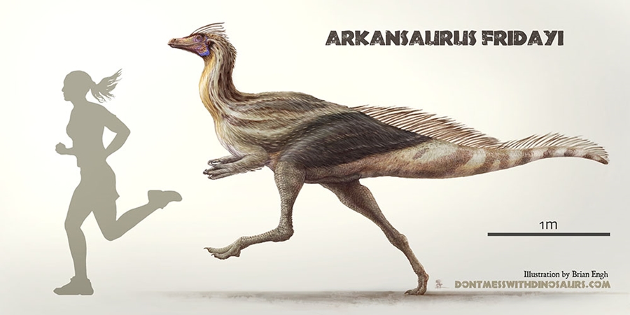 Arkansaurus fridayi would have been slightly taller than a human and a very fast runner.