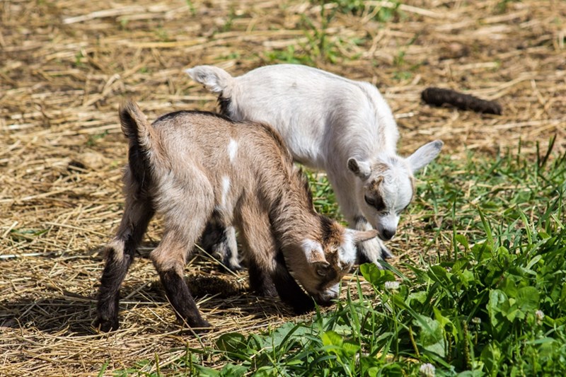 Greedy Goats Brought to UofA to Remove Invasive Plants 