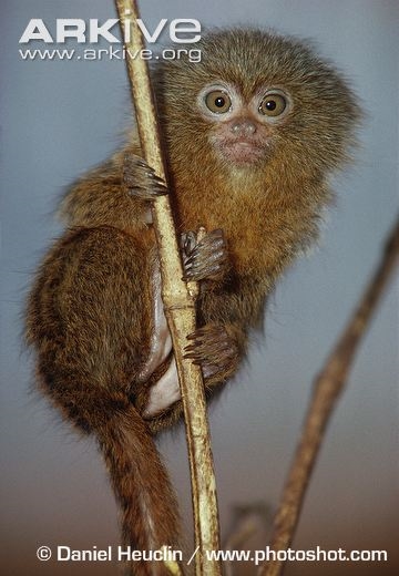 pygmy marmoset monkey facts