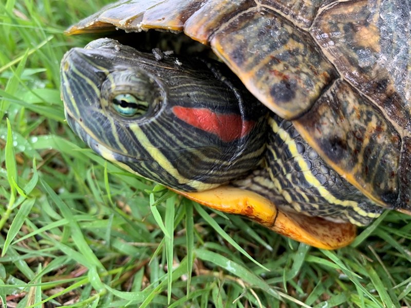A red-eared slider turtle. 