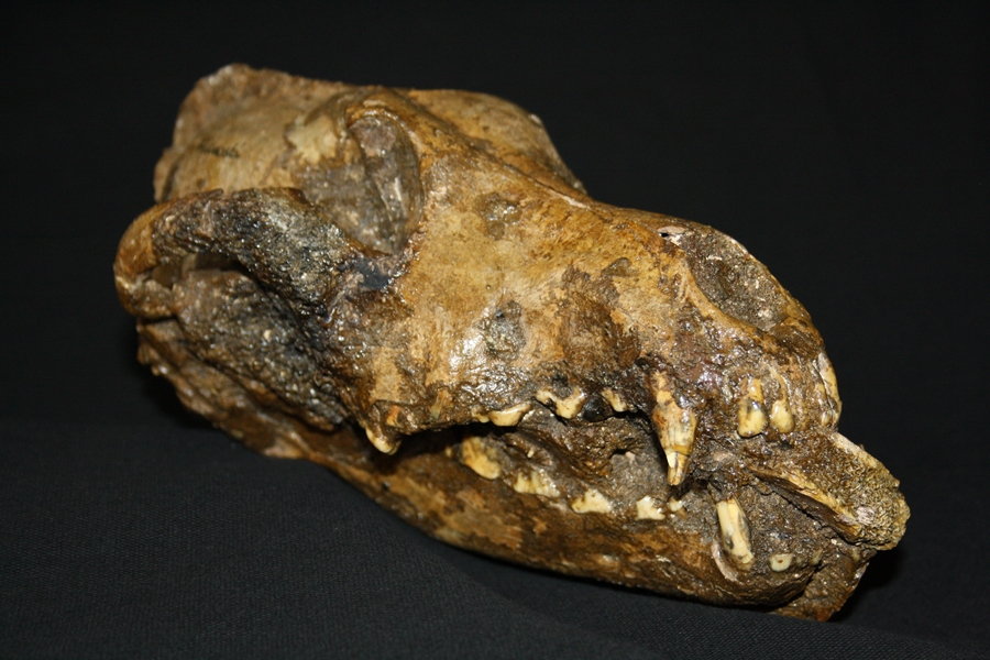 Paleolithic dog with a bone fragment between its teeth. The bone was likely inserted between the teeth upon the death of the animal in the context of a ritual. From the Photo provided by the researchers.