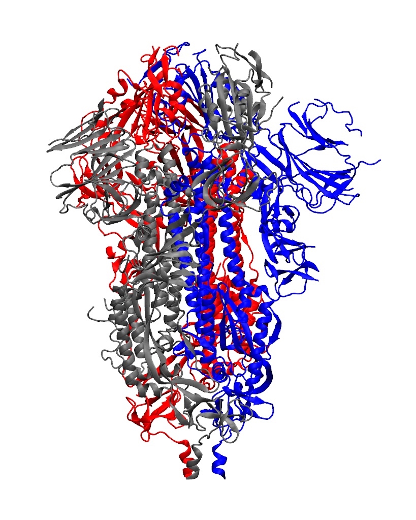 The coronavirus spike protein just before binding to human cell receptor.