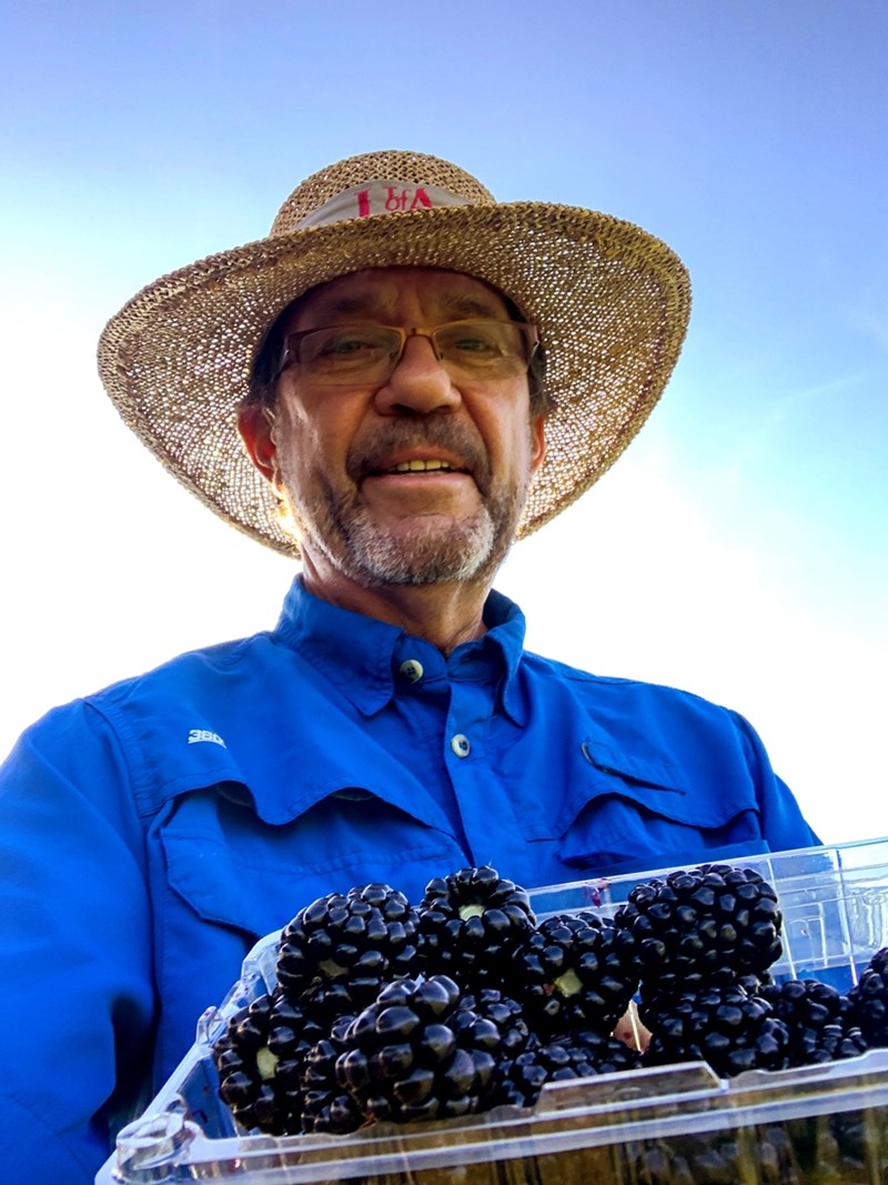Division of Agriculture fruit breeder John Clark shows Ouachita blackberries. The Fruit Breeding Professional Interest Group of the American Society of Horticultural Science presented the 2003 release from the Arkansas Agricultural Experiment Station their 2020 Outstanding Fruit Cultivar Award.