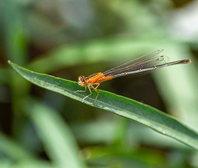 A damselfly at Lake Charles.