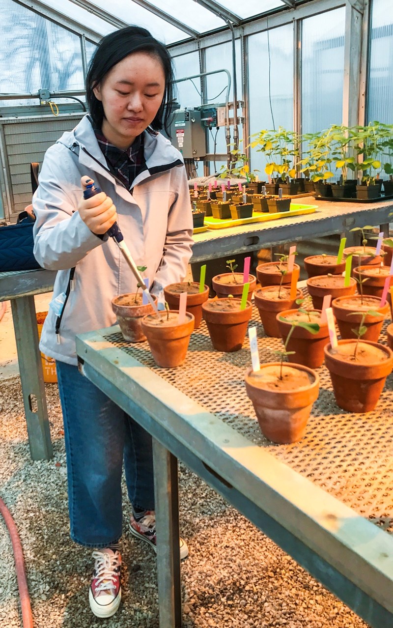 Siyang Liu, a graduate student in entomology, inoculates soybean plants with nematodes to test for resistance. She is working with Fiona Goggin, professor of entomology, to investigate the interactions of plants and insects that transmit diseases.