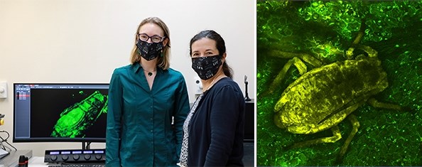 Fiona Goggin (left) and Clemencia Rojas are in the lab with several components of the Leica Stellaris 8 confocal microscope visible in the background. The image capture (right) on the monitor shows an aphid feeding on a leaf. The way the fluorescence of the leaf changes in response to the aphid helps scientists study plant defense responses to aphid attack.