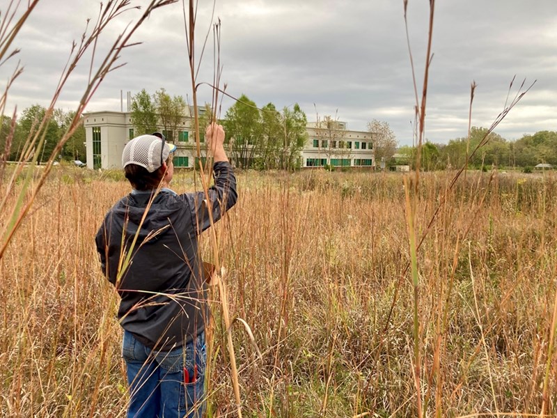 Volunteers collecting Big Bluestem seeds on an autumn afternoon behind the Cato Springs Research Center.