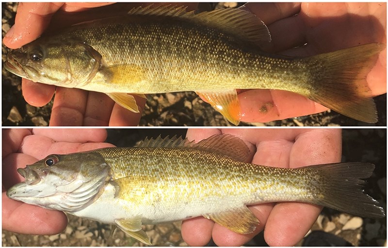 Two examples of smallmouth bass found in Arkansas.