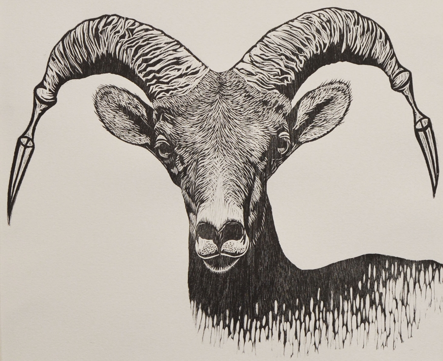 Bighorn Sheep, Woodcut Print