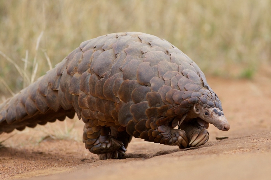 Researchers Discover Fossil of New Species of Pangolin in Europe |  University of Arkansas