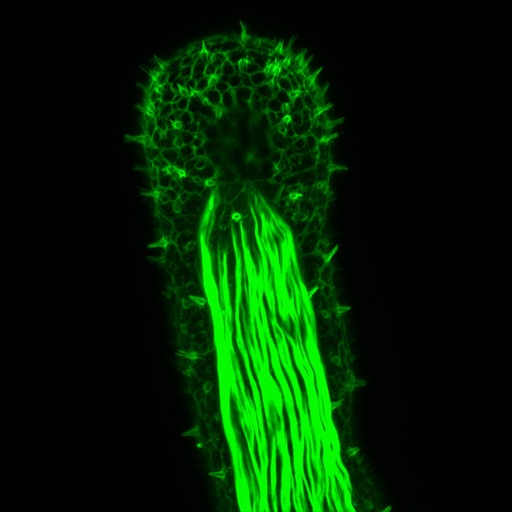 A fluorescent image of the anemone tentacle