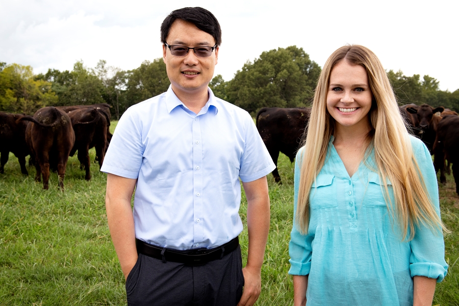 Jiangchao Zhao, associate professor of animal science, and Ph.D. student Samantha Howe conduct research on the bovine respiratory microcbiome with an eye toward preventing or mitigating bovine respiratory disease in weaned calves.