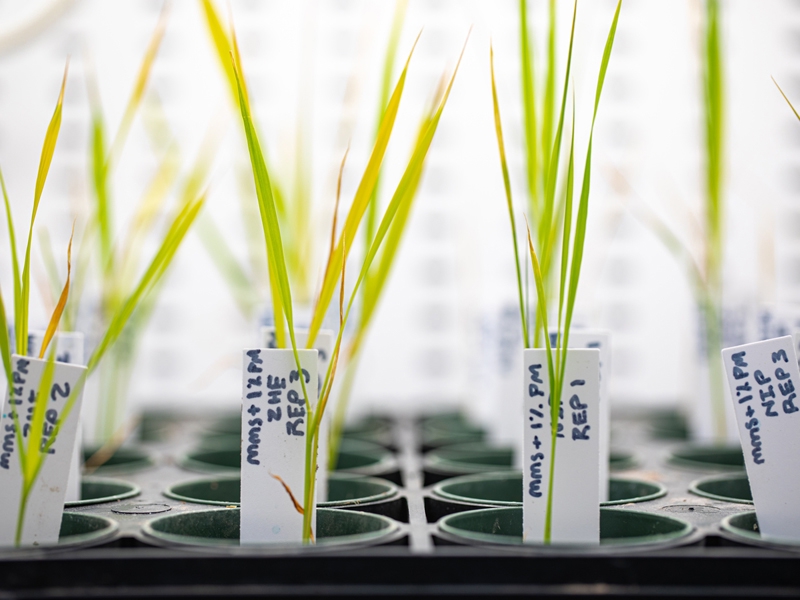 Using CRISPR, Arkansas researchers were able to reduce grain "chalkiness" in rice by suppressing a gene that plays an outsized role in development of lower quality rice.