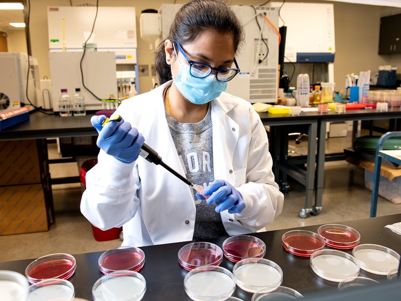 Shaana Chandra, Ph.D. student, prepares sample solutions for plating in the Food Science lab during an experiment on ozonated water as a sanitizer for raw vegetables in pet food.