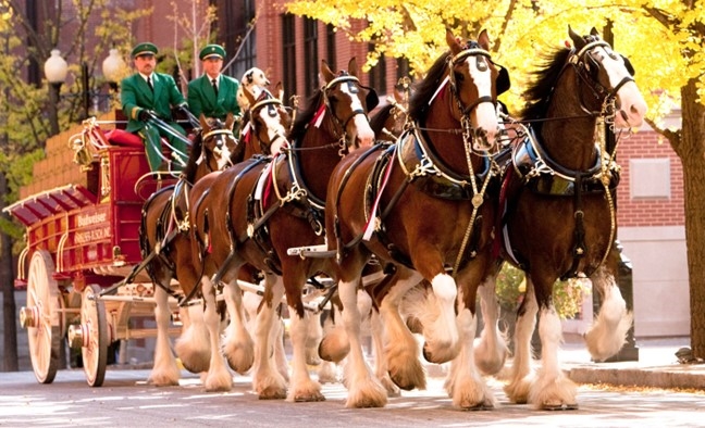 The U of A Welcomes the Renowned Budweiser Clydesdales