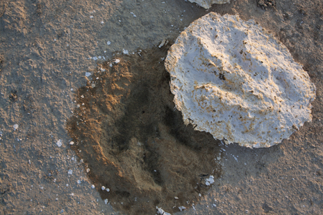 University of Arkansas researchers are examining dinosaur tracks found in southwest Arkansas. They made a plaster casting of this track, which is believed to have belonged to a giant carnivore called Acrocanthosaurus atokensis that lived during the Early Cretaceous.